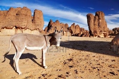 Montaas Tassili
                            en Argelia del Sur, aqu con un burro