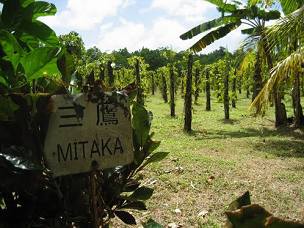 Isla
                        de Pohnpei, jardn de pimienta