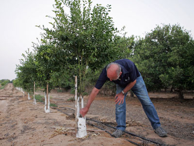 Kibbutz mit
                Zitronenbumen, z.B. der Kibbutz Nirim