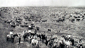 Abilene in
                      Kansas, cattle breeding