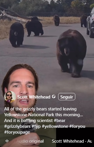 14.7.2025: Der Täter Scott
Whitehead behauptet, heute früh sei eine
Bärengruppe aus dem Yellowstone-Park
ausgezogen 14.7.2025: Der Täter
Scott Whitehead behauptet, heute früh sei
eine Bärengruppe aus dem Yellowstone-Park
ausgezogen