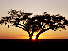 Afrika: Baum in der Steppe