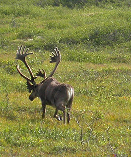 A
                        caribou ("American" reindeer), here in
                        Denali National Park in the center of Alaska