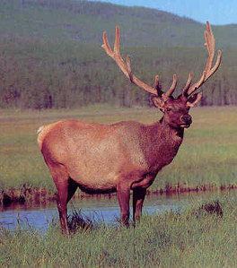 A
                        wapiti stag, here a Rocky Mountain wapiti stag