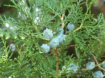 Thuja-Beeren