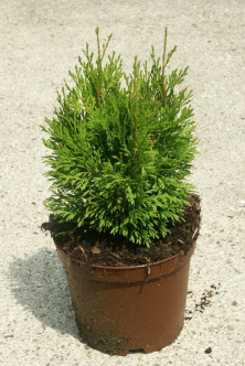 Thuja (Lebensbaum)