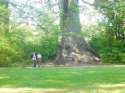 Gigantische Bume, Washington State