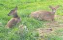 Tiere als Brder: Rehe