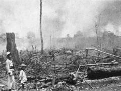 Destruction of
                          rain forest near Palembang in the 1930s -
                          Holland colonialism in Dutch East Indies
                          (Indonesia)