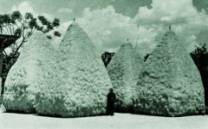 Stacks of
                                  rice ready to be threshed and milled,
                                  Lampung, 1930s. - Holland, colonialism
                                  Dutch East Indies (Indonesia)