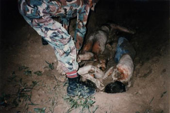 East Timor: torture by Indonesian troops
                    with electroshocks 05, killed persons are put into a
                    superficial grave