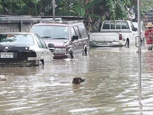 Sattahip
                        (Thailand), Hund schwimmt im Hochwasser, 31.
                        Oktober 2014