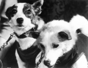 Los perros Belka
                      y Strelka