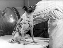 The she dog "Laika",
                          first passenger on an atmosphere flight,
                          determined to die.
