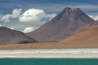 Atacama-Wste: Vicuas in der Ebene mit
                        Vulkan Pili (6046m)