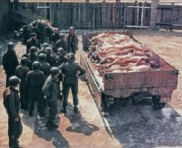 "American" soldiers with round
                        "American" helmets piling German
                        bodies on a trailer in a Rhine meadow camp