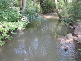 photo of
              northern Düssel creek in Zoo Park in Düsseldorf