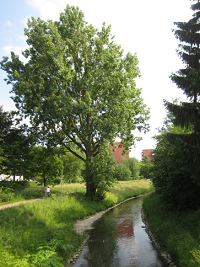 Düssel creek in
              Eller District in Düsseldorf
