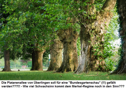 Platanenallee in berlingen,
                die Bume stammen wahrscheinlich noch aus Napoleons
                Zeiten