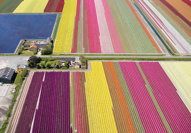 Tulpenfelder in Holland