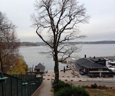 "Der grosse
                  Wchter", ein grosser Baum in Nacka in Schweden,
                  dieser Baum wurde von der Firma "Jackson"
                  ermordet