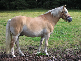 Die Europer
                        verfgten ber krftige, aber nicht sehr
                        schnelle Lastenpferde, wie z.B. hier die sptere
                        Pferderasse "Haflinger".