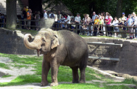 Der Tiergarten (hier
                        ein Elefant des Zoos von Nrnberg) wurde im
                        Zusammenhang mit den Kreuzzgen erfunden, um
                        exotische, geraubte oder geschenkte Tiere in
                        Europa zu halten. Das Tiergefngnis ist also ein
                        System der Oberschicht.