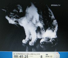 NS-Film
                        "Kampfstoffe" 08, eine Katze sitzt im
                        Glaskäfig