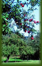 Obstbaum, Apfelbaum in einem "Garten
                        Eden"