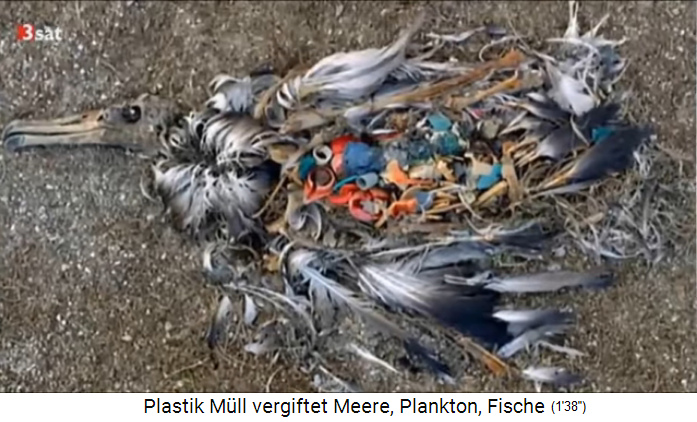 Ein toter Albatros, Vogeltod durch Plastik im
                Meer