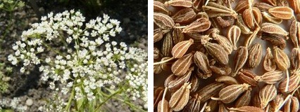 Natural medicine from Mother Earth with
                  anise: chewing 3 times a day aniseed heals menstrual
                  pain in 1 month