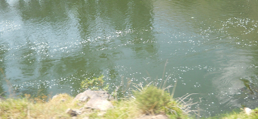 Der mit den
                  Abwssern von Cusco verseuchte Urubambafluss 01,
                  Nahaufnahme des Schaums auf der Wasserflche, die
                  Kloake von Cusco