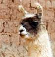 Cuzco: Lama