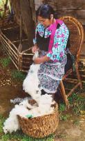 Chile: Mapuche-Indiofrau zieht
                        Wolle
