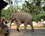 Pondichry / Pondicherry
                        Elefant