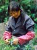 Ernte Tee in China ; harvest of tea in
                            China ; rcolte du th Chine