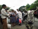 Bombay / Mumbai Kuh auf der
                            Strasse / vacca en la calle / cow in the
                            street / vache dans la rue