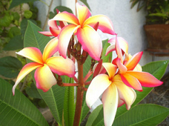 Hawaii, bright flowers