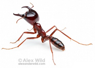 Army ant warrior