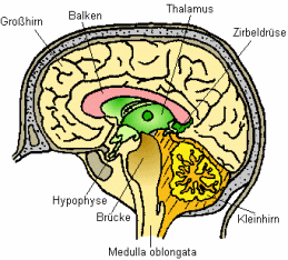 Gehirn, Schema