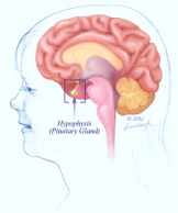 Quecksilber aus
                            Amalgam wird ins Blut bertragen und
                            reichert sich in der Hypophyse
                            (Hirnanhangdrse) an, ganz legal, ohne dass
                            bis heute (2008) ein Richter eingreifen
                            wrde...