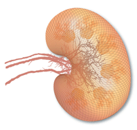 Schema einer Niere -
                        Nierenversagen (Lupus nephritis) ist je nach
                        Blutgruppe verschieden, und ist durch
                        Blutgruppendit heilbar