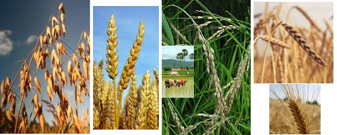 Cereals,
                      for example oat, wheat, rice and rice harvest,
                      spelt, and rye