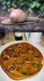 Escargots contain a highly active lectin
                  for blood group A working against cancer cells which
                  behave like type A