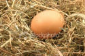 Biological eggs with much calcium with
                  cinq and beta carotene