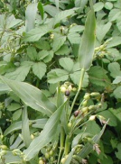 Adlai (Coix lacrymaijobi) is an antioxidant
                        [prevention of cancer]