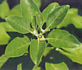 Ashwaganda (Withania somnifera) is an
                        adaptogenic plant supporting a healthy stress
                        response