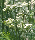 Coriander has got an antispasmodic effect,
                        sedative effect, stimulating appetite, also for
                        the exterior treatment of infections and joint
                        pains; regulating the hormones with women