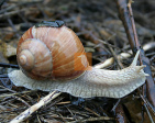 Escargot is a tonic for the immune system;
                        [is a prevention against cancer for the blood
                        groups A and AB]: The lectin of escargot can
                        detect changes of the metastatic cells and can
                        stop the camouflage mechanism" of the
                        cancer cells so they are visible then [in the
                        cases of blood group A and AB]