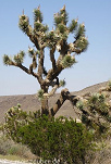 Joshua tree has got an anti-inflammatory
                        effect